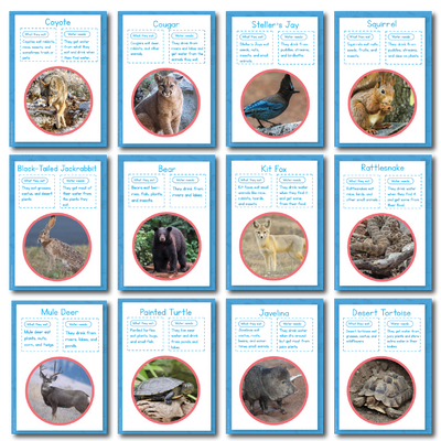 Animals in the Forest and Desert Investigation Kit