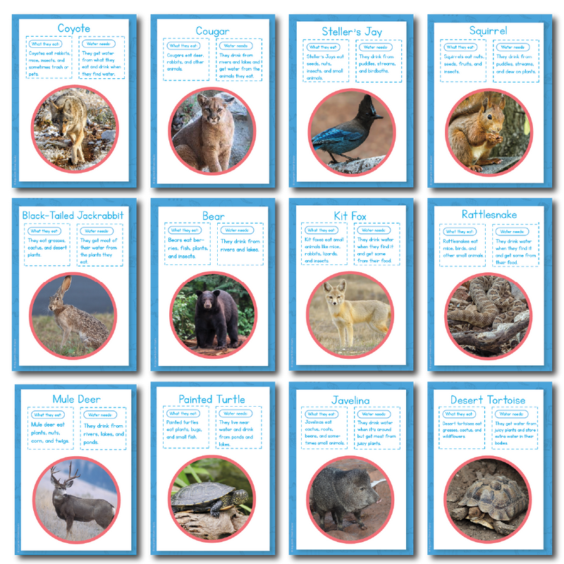 Animals in the Forest and Desert Investigation Kit