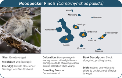 Educational infographic on darwin's finches displaying species photos, descriptions, and a map of the Galápagos islands.