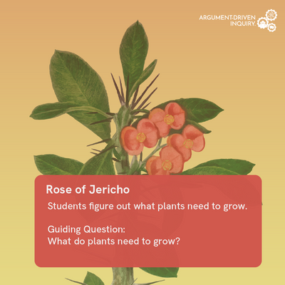 Rose of Jericho plant with educational text on a yellow background