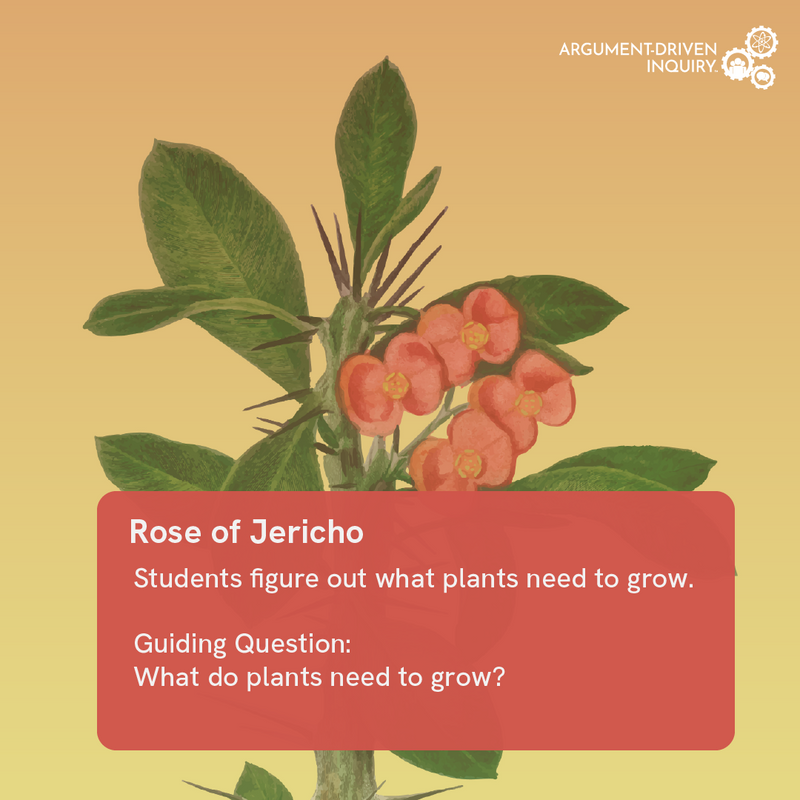 Rose of Jericho plant with educational text on a yellow background