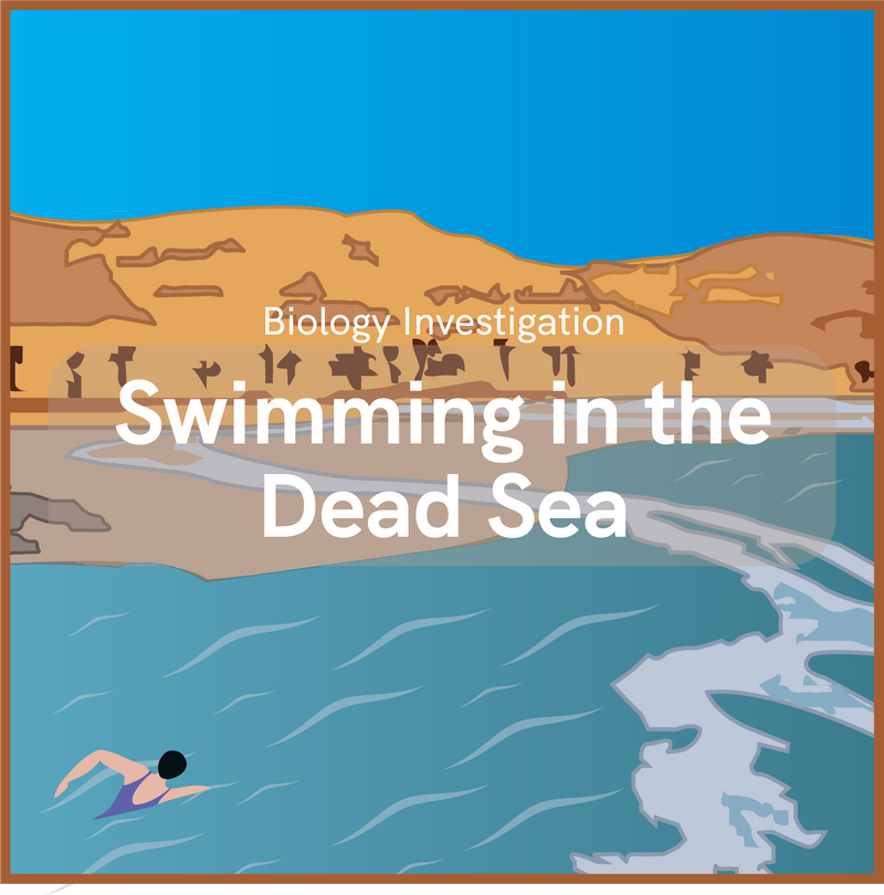 Swimming in the Dead Sea - ADI Store