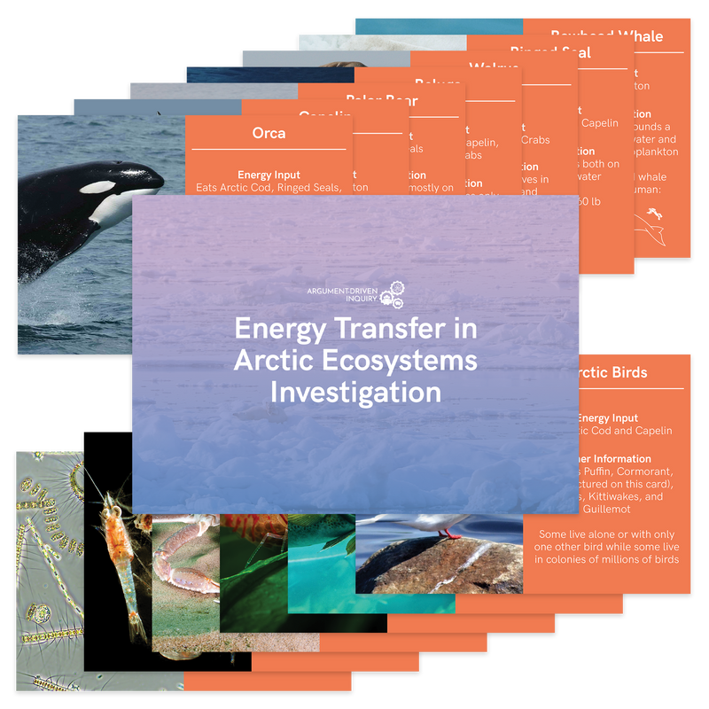 Energy Transfer in Arctic Ecosystems